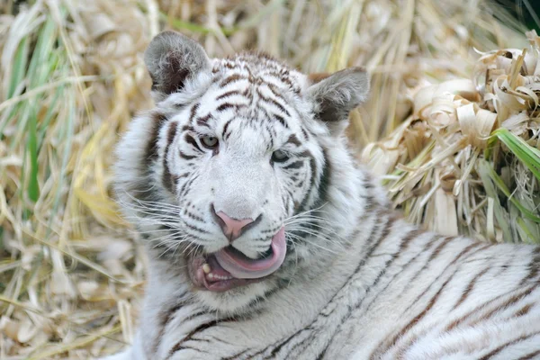 Le tigre blanc lèche les moustaches — Photo