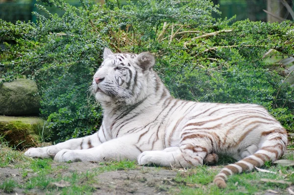 Tigre branco descansando e assistindo — Fotografia de Stock