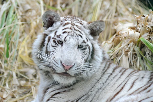 White tiger looks young — Stock Photo, Image