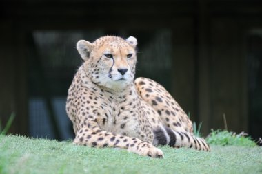 Cheetah çimenlerin üzerinde