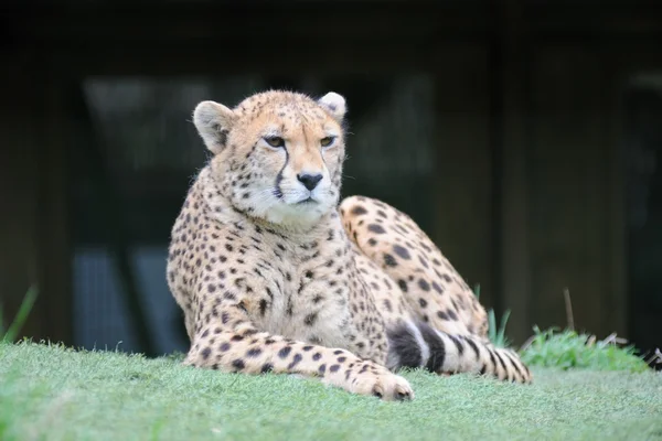 Cheetah çimenlerin üzerinde — Stok fotoğraf
