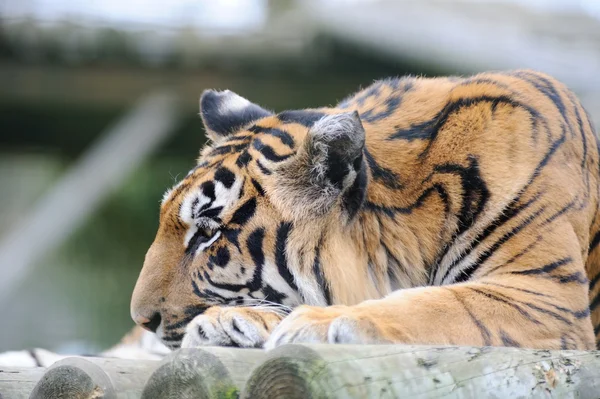 Tiger huvudet ner — Stockfoto