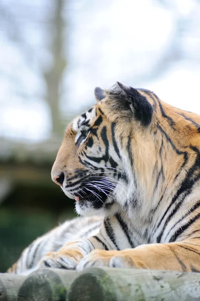 Tiger profile — Stock Photo, Image