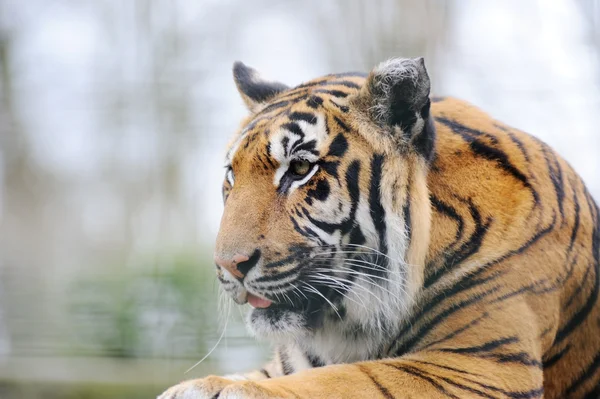Tygrys z języka — Zdjęcie stockowe