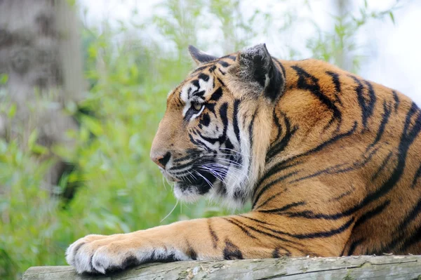 Tiger tittar — Stockfoto