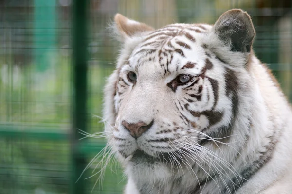 Detalhe do rosto tigre branco — Fotografia de Stock