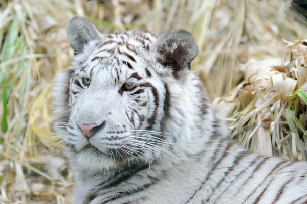 白老虎与蓬松的耳朵 — 图库照片