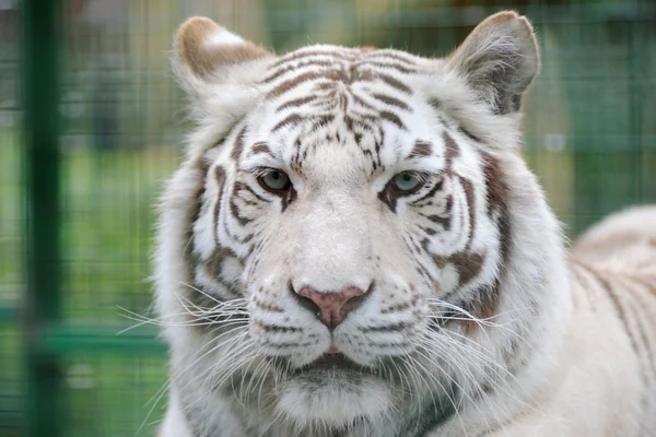Bílý tygr tvář — Stock fotografie
