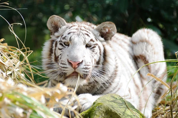 Tigre branco com grama na boca — Fotografia de Stock