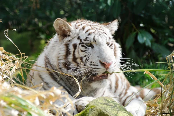 Le tigre blanc mâche de l'herbe au soleil — Photo
