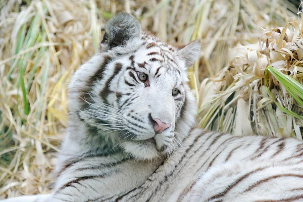 Tigre blanco mira hacia atrás — Foto de Stock