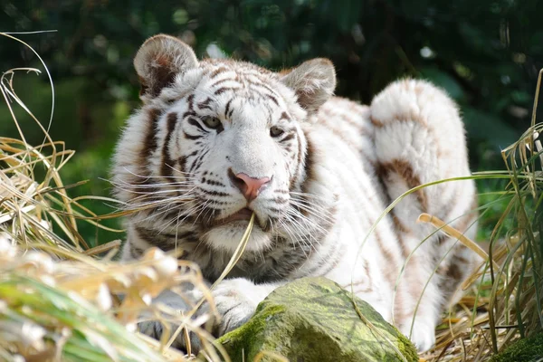 Белый тигр на солнце — стоковое фото