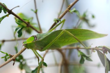 Dev katydid