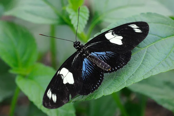 Heliconius sara-Schmetterling — Stockfoto