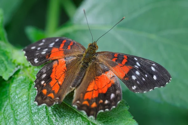Borboleta monarca — Fotografia de Stock