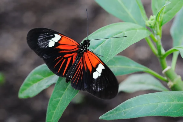 Briefträger-Schmetterling — Stockfoto