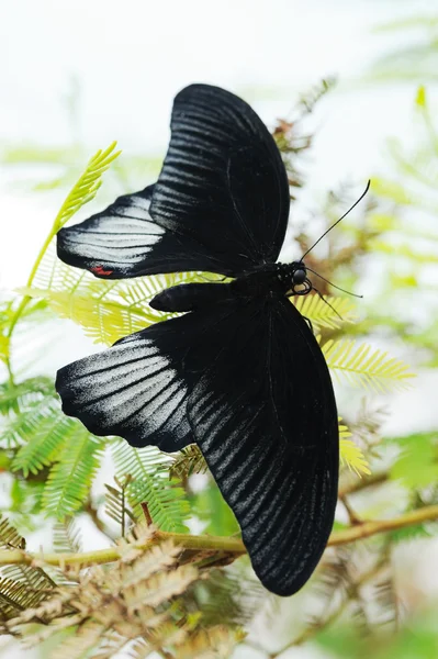 Scarlet Swallowtail Butterfly — Stockfoto
