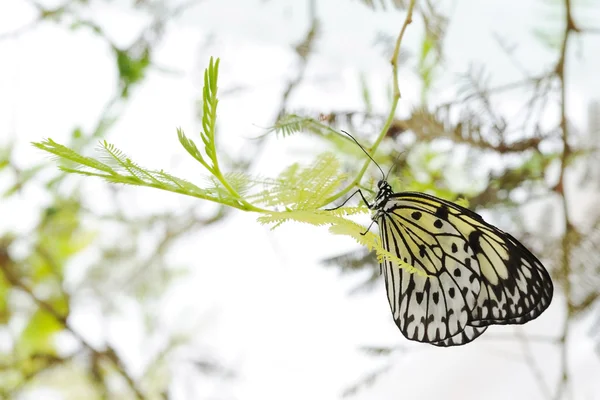 나무 요정 나비 — 스톡 사진