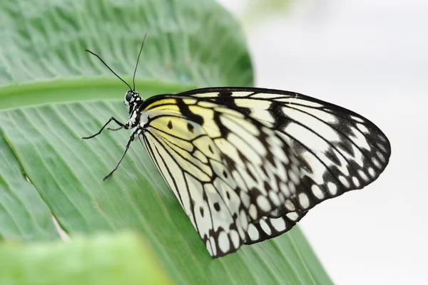 Árbol ninfa mariposa —  Fotos de Stock
