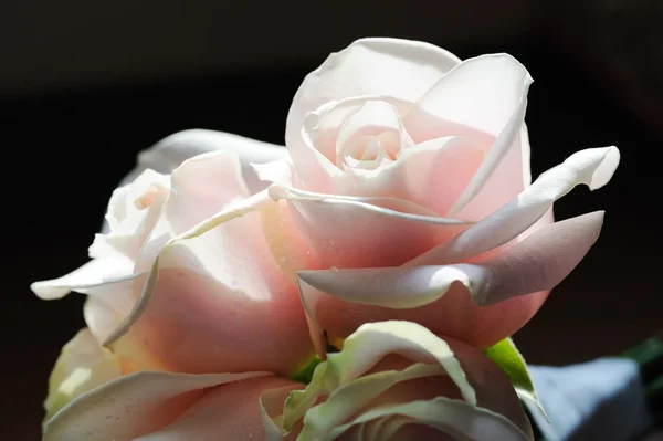 Ροζ τριαντάφυλλα νύφες — Φωτογραφία Αρχείου