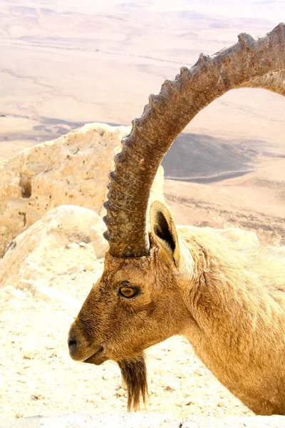 stock image Yehuda dessert goat