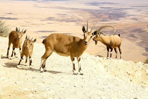 stock image Goats in Yehuda dessert