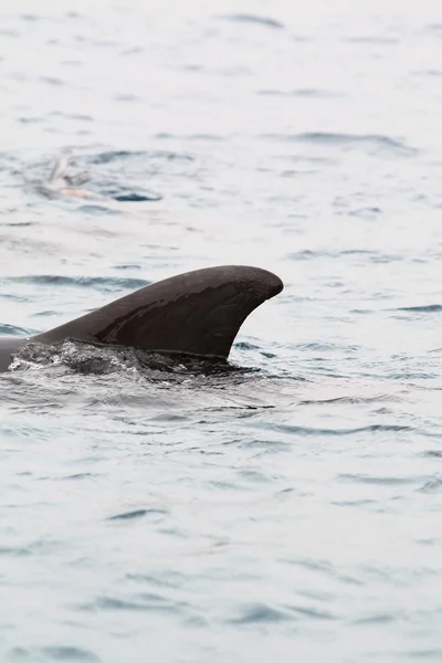 Delfin w Ejlat — Zdjęcie stockowe