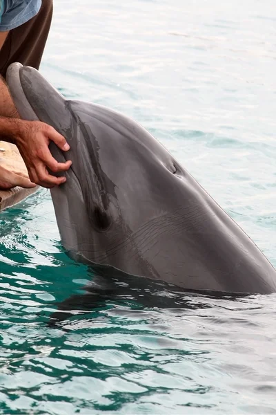 Delphin in eilat — Stockfoto