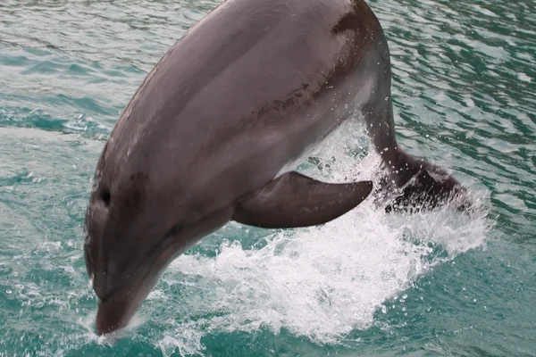 Delphin in eilat — Stockfoto