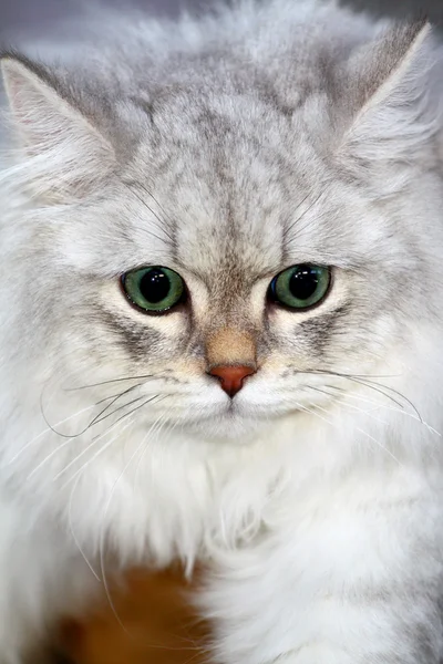 stock image Persian chinchilla Cat