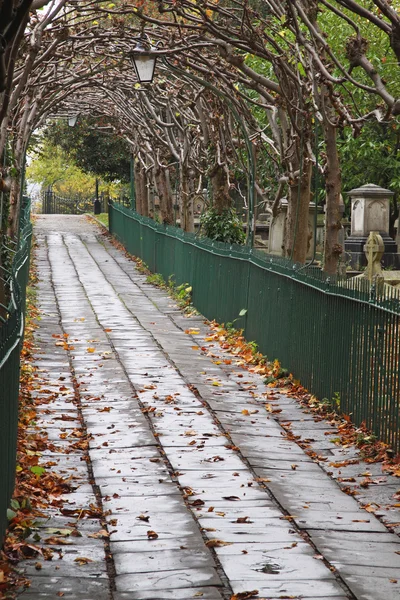 stock image Pleached Limes