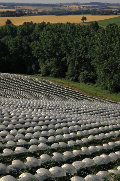 Campo di melone francese — Foto Stock