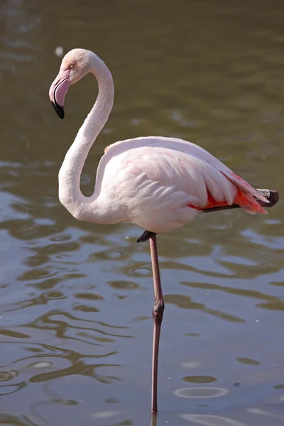 A Greater Flamingo — Stock Photo, Image