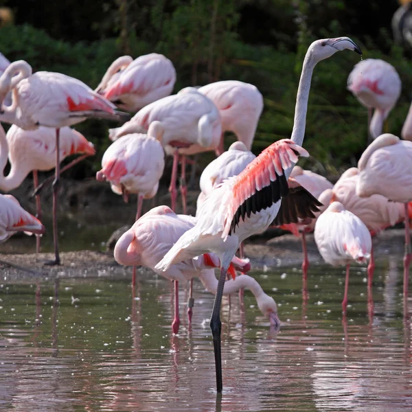 Greater Flamingo Flock — Stock Photo, Image