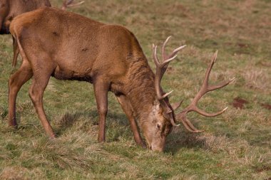 Kızıl geyik (cervus elaphus) 7