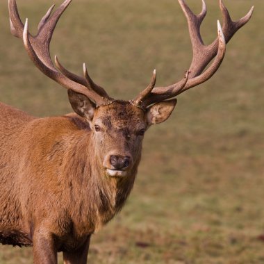 Kızıl geyik (cervus elaphus) 2