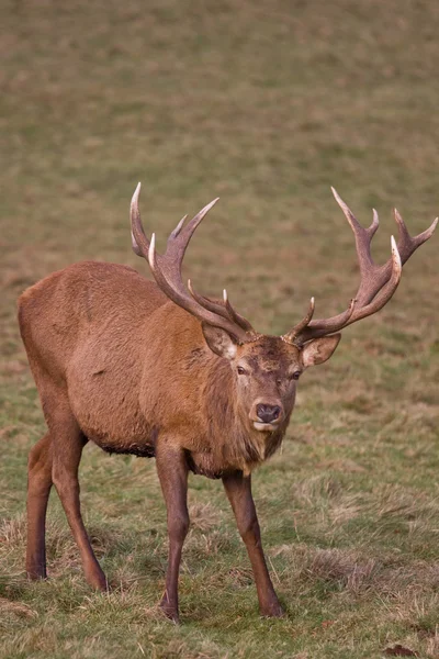 Red Deer (cervus elaphus) 6 — Stok Foto