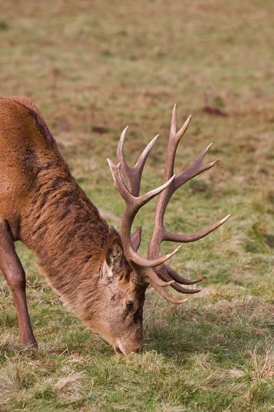 Red Deer (cervus elaphus) 5 — Stock Photo, Image