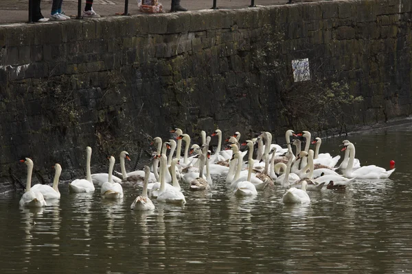 Flock of Swans — Stock Photo, Image