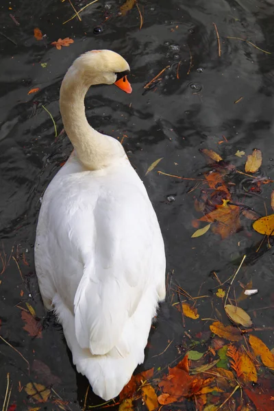 Autumnal Swan — Stock Photo, Image