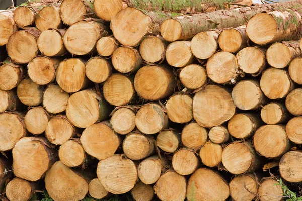 Pilha de pátio de madeira — Fotografia de Stock
