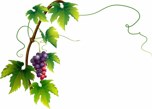 Елегантний виноградна лоза Векторна Графіка