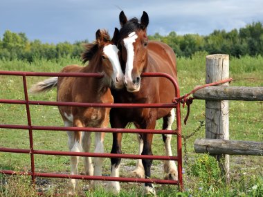 Clydesdale mare and foal snuggle by farm gate clipart