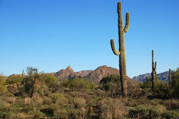 Terreno deserto do Arizona — Fotografia de Stock