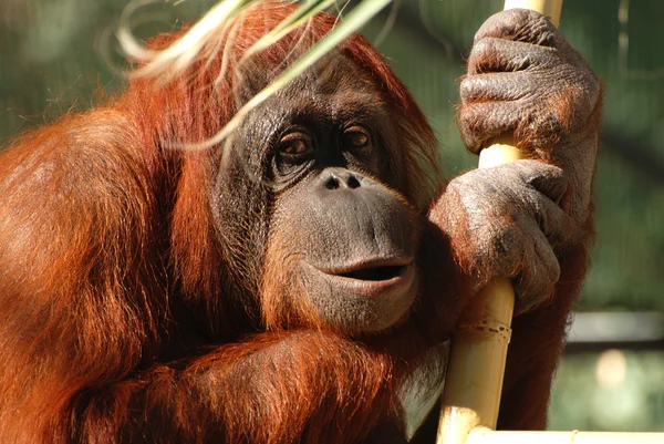 stock image Portrait of a Bornean Orangutan