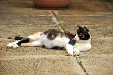 yere yayılmış hamile kedi.