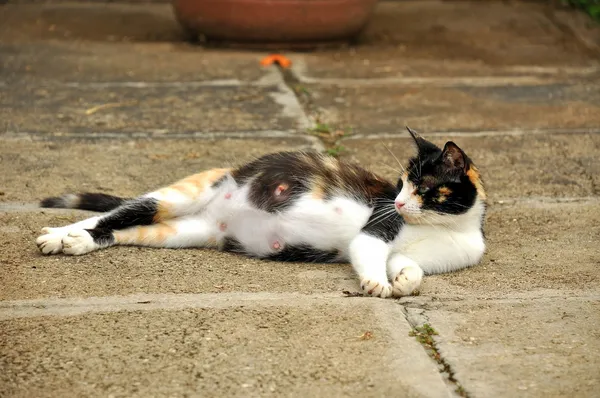 Gato grávida alastrado no chão . Imagens Royalty-Free