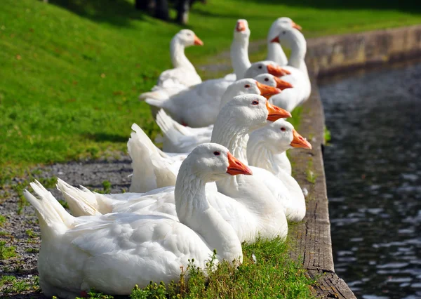 stock image Gaggle of white geese lined up on bank of a park pond.