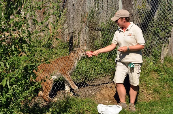 stock image Zookeeper feeding a lynx cat