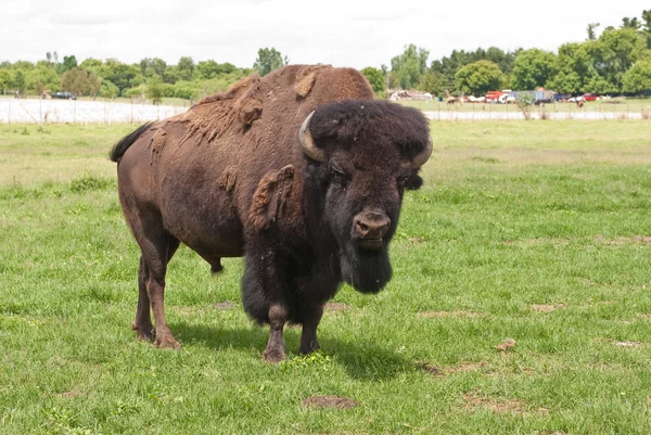 Alpha male American buffalo